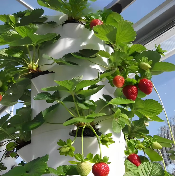 ระบบปลูกพืชแบบไฮโดรโปนิกส์แบบโ - Urban Farming Hydroponic System บทวิจารณ์และราคา